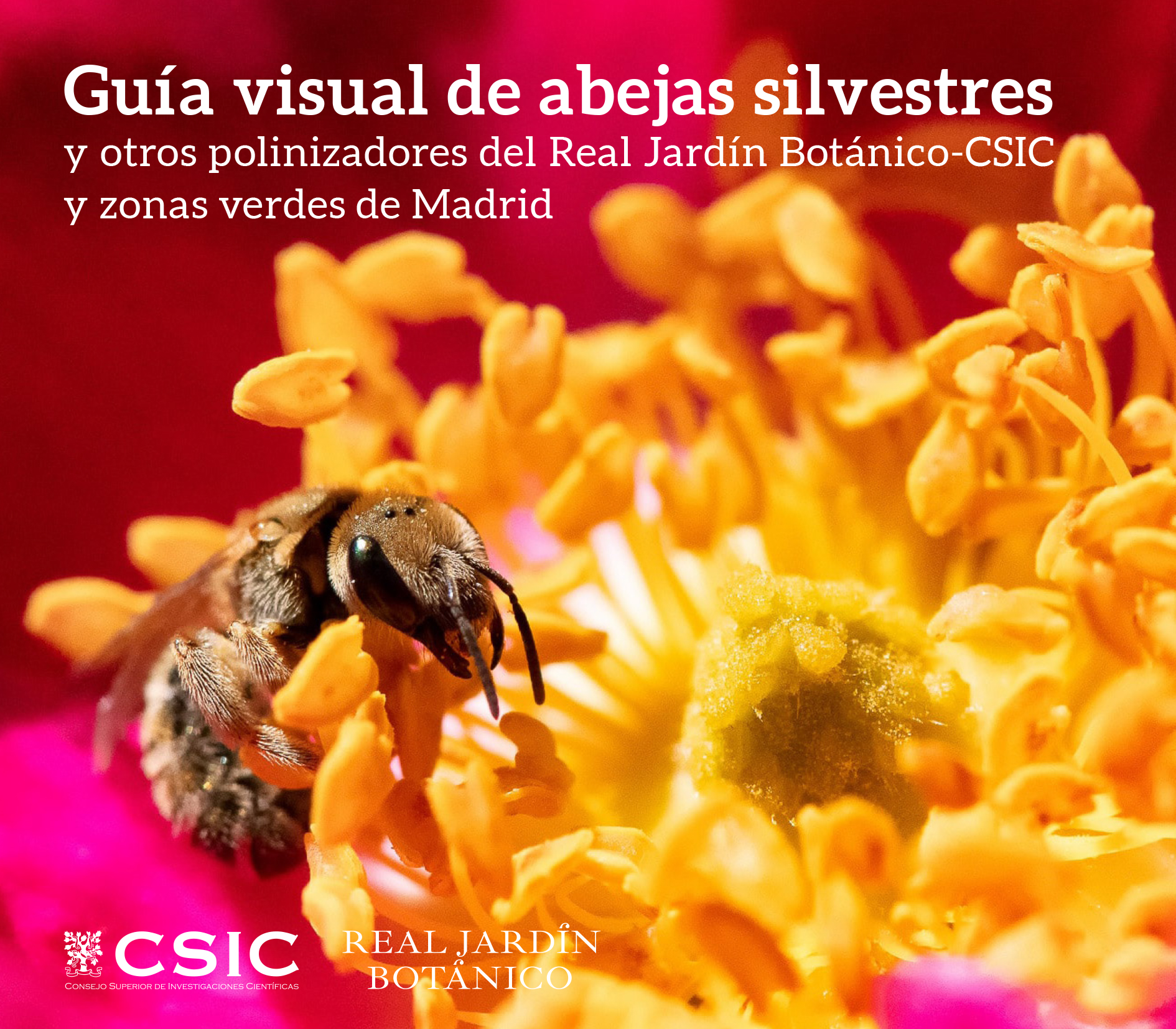 Gu�a visual de abejas silvestres y otros polinizadores del Real Jard�n Bot�nico-CSIC y zonas verdes de Madrid