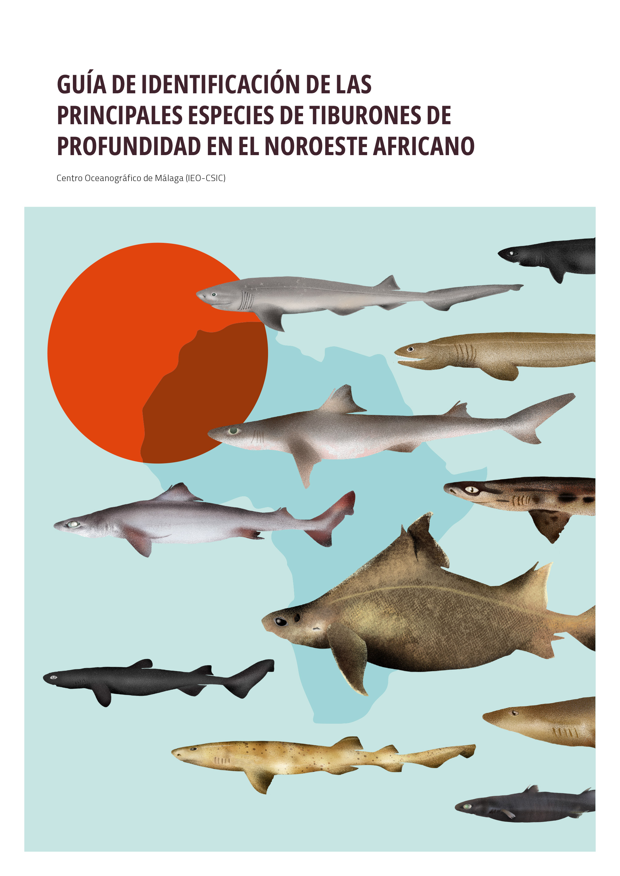Gu�a de identificaci�n de las principales especies de tiburones de profundidad en el noroeste africano